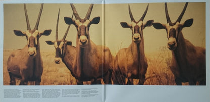 Kosheen - Resist - Arista (2x12")